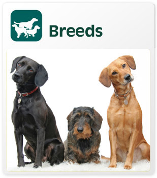 Breeds