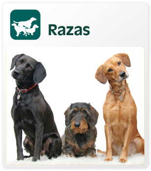 Razas